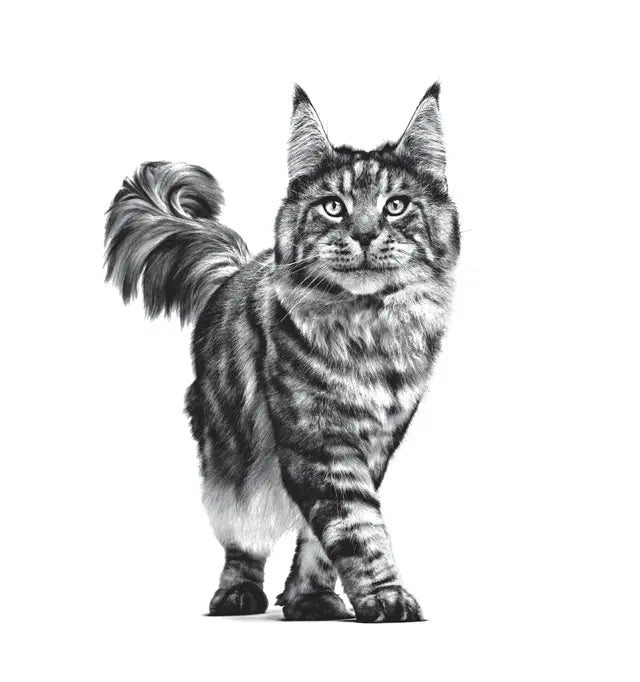 Alimento Royal Canin Weight Control Para Gato (Bajo pedido)