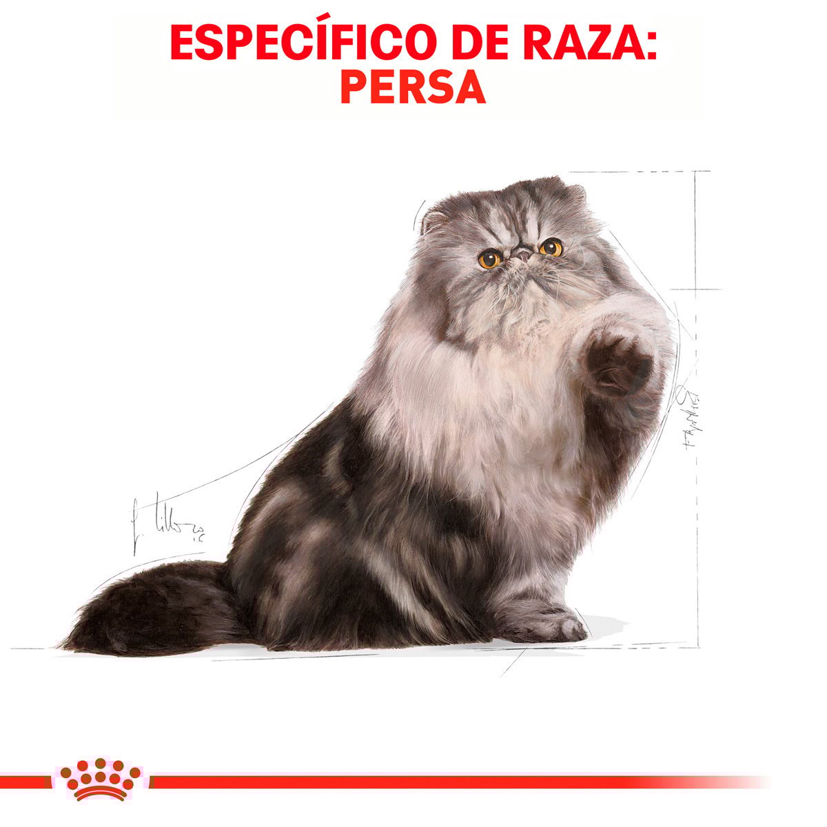 Alimento Royal Canin Persa Adulto 3.18kg (Bajo pedido)