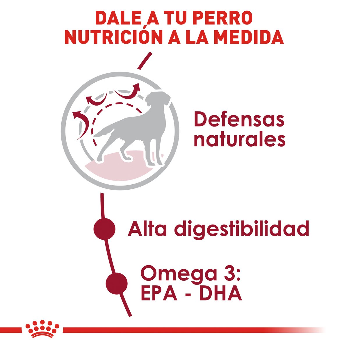 Alimento Royal Canin Adulto Mediano Para Perro (UNICAMENTE BAJO PEDIDO)