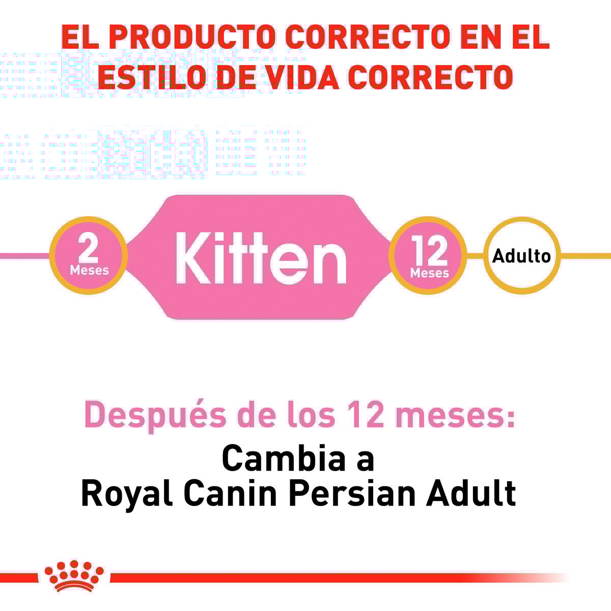 Alimento Royal Canin Persan Kitten 1.3kg (Bajo pedido)