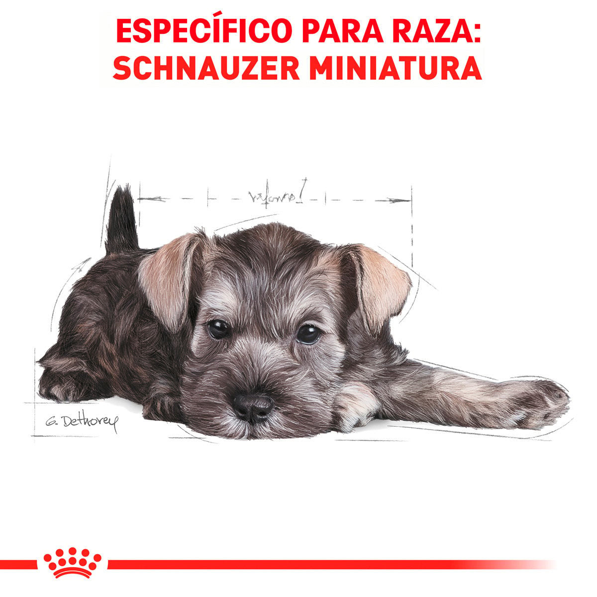 Alimento Royal Canin BHN Miniature Schnauzer Puppy 1.13kg (Bajo pedido)