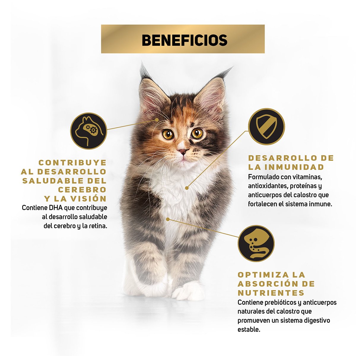 Alimento Pro Plan Kitten Pollo y Arroz