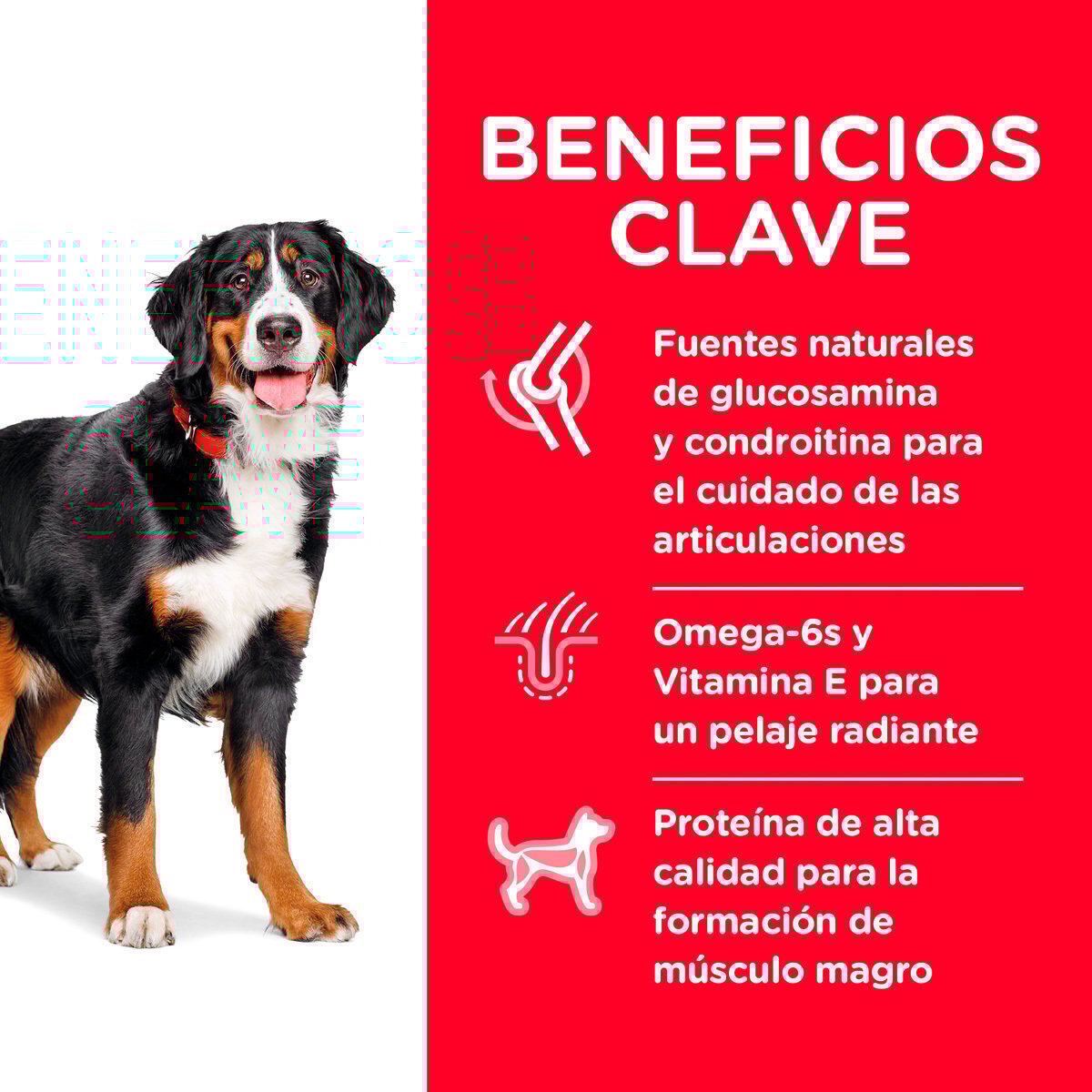 Alimento Hill's Science Diet Adult Large Breed (Bajo pedido)