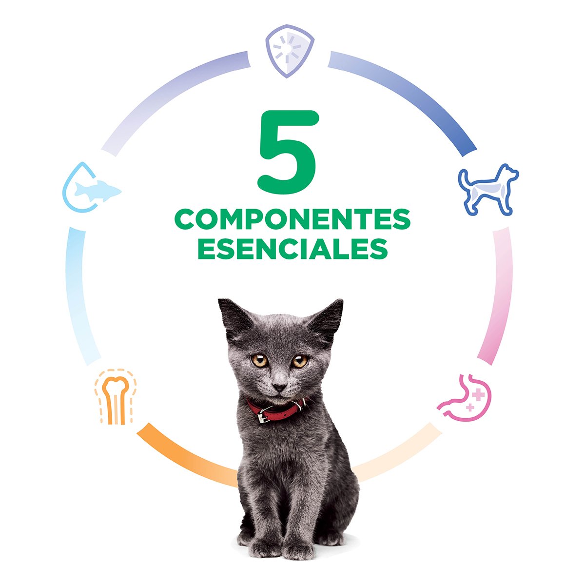 Alimento Hill's Science Diet Indoor Kitten Para Gato (Bajo pedido)