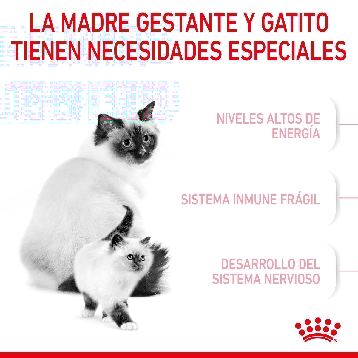 Royal Canin Mom & BabyCat Alimento Seco para Gestación / Lactancia o Destete para Gato, 1.3 kg