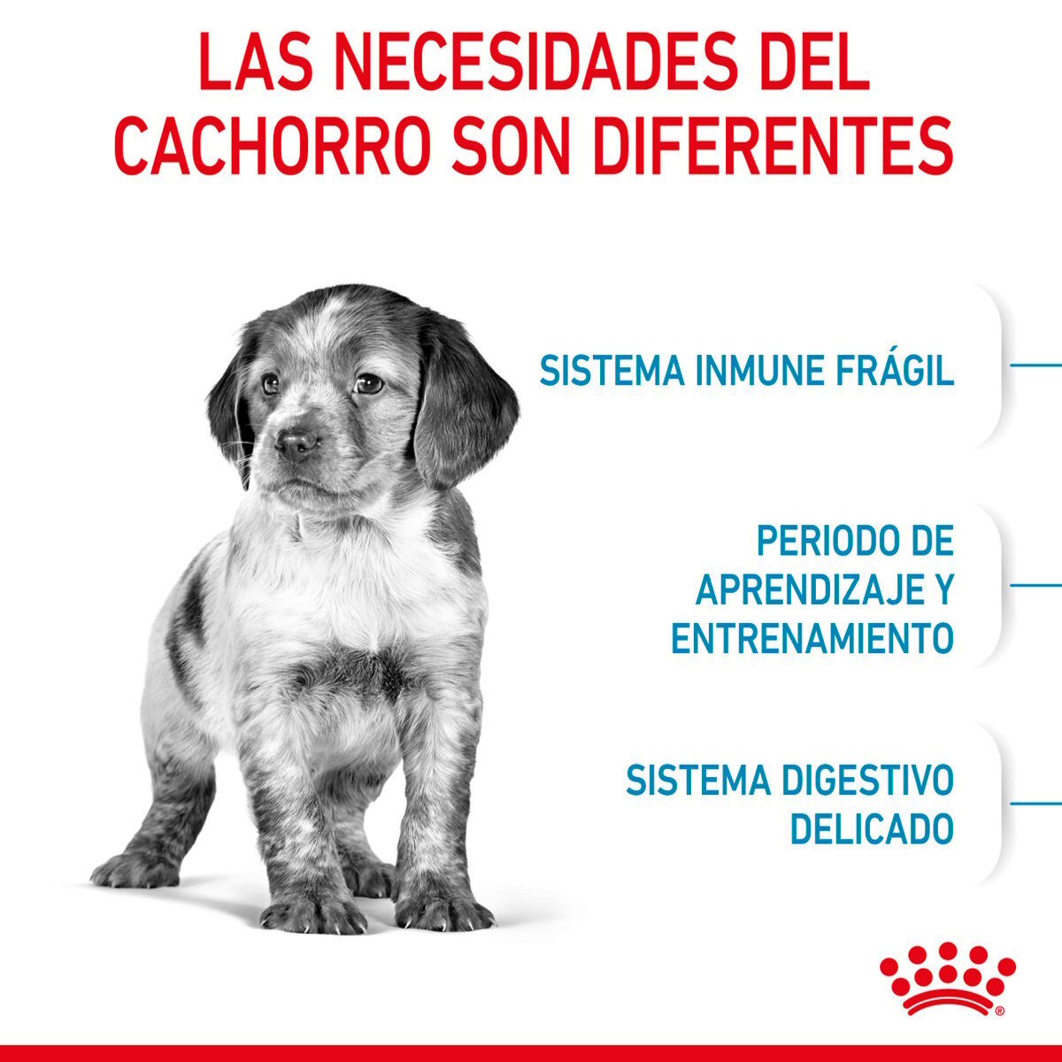 Alimento Royal Canin Para Perro Cachorro Raza Mediana (UNICAMENTE BAJO PEDIDO)