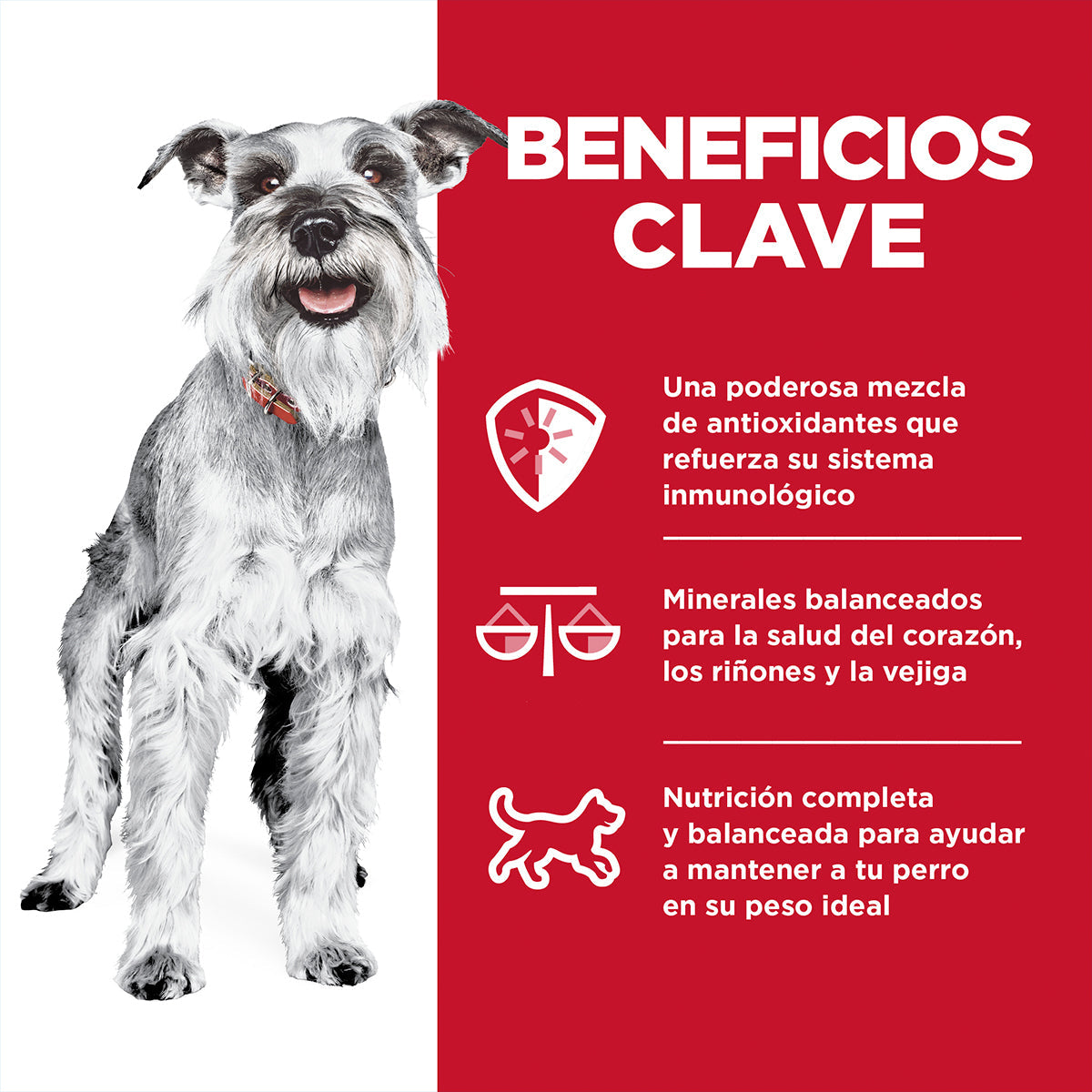 Alimento Hill´s Science Diet Senior Small Paws Para Perro 2.27kg (Bajo pedido)