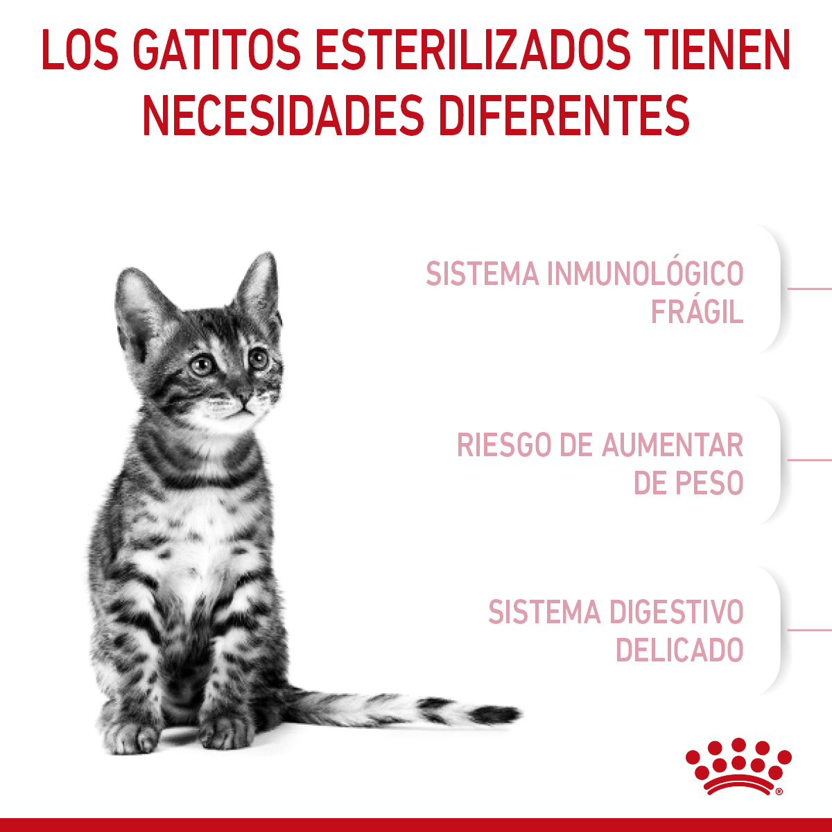Royal Canin Kitten Spayed/Neutered 1.14 kg - Alimento Seco Gatito Esterilizado (UNICAMENTE BAJO PEDIDO)