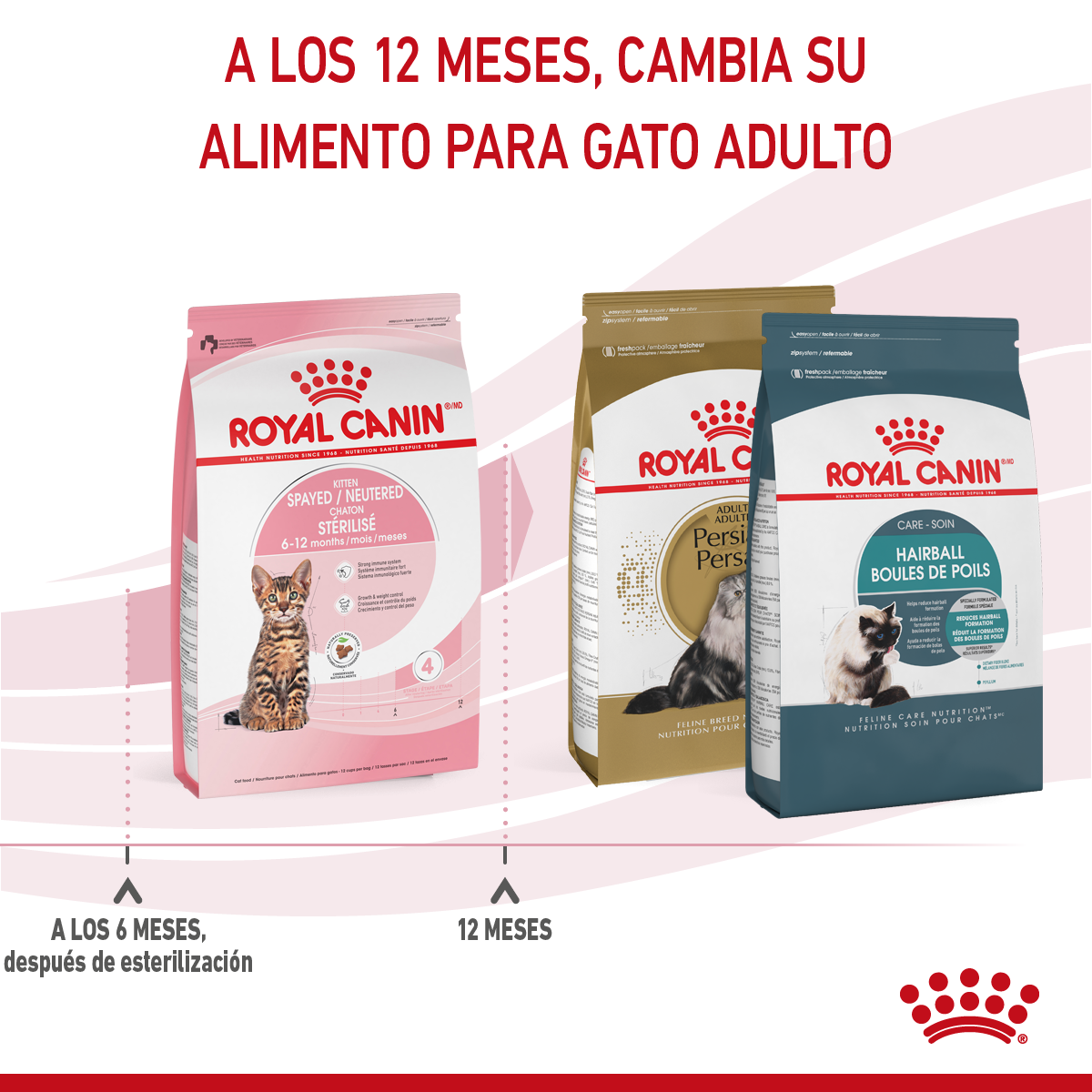 Royal Canin Kitten Spayed/Neutered 1.14 kg - Alimento Seco Gatito Esterilizado (UNICAMENTE BAJO PEDIDO)