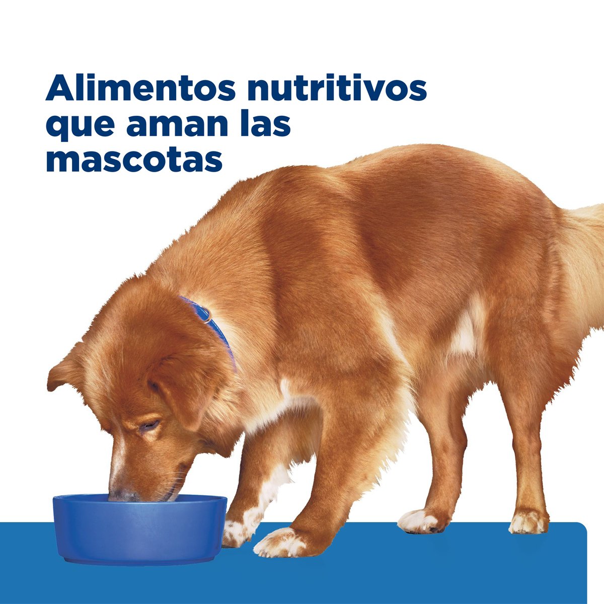 Hill's Prescription Diet Derm Complete Alimento Seco Cuidado Cutáneo para Perro Adulto (UNICAMENTE BAJO PEDIDO)