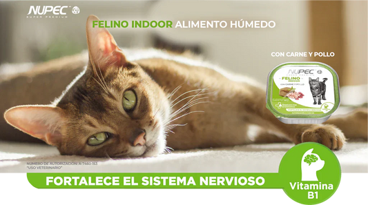 Nupec Lata Indoor 100 gr